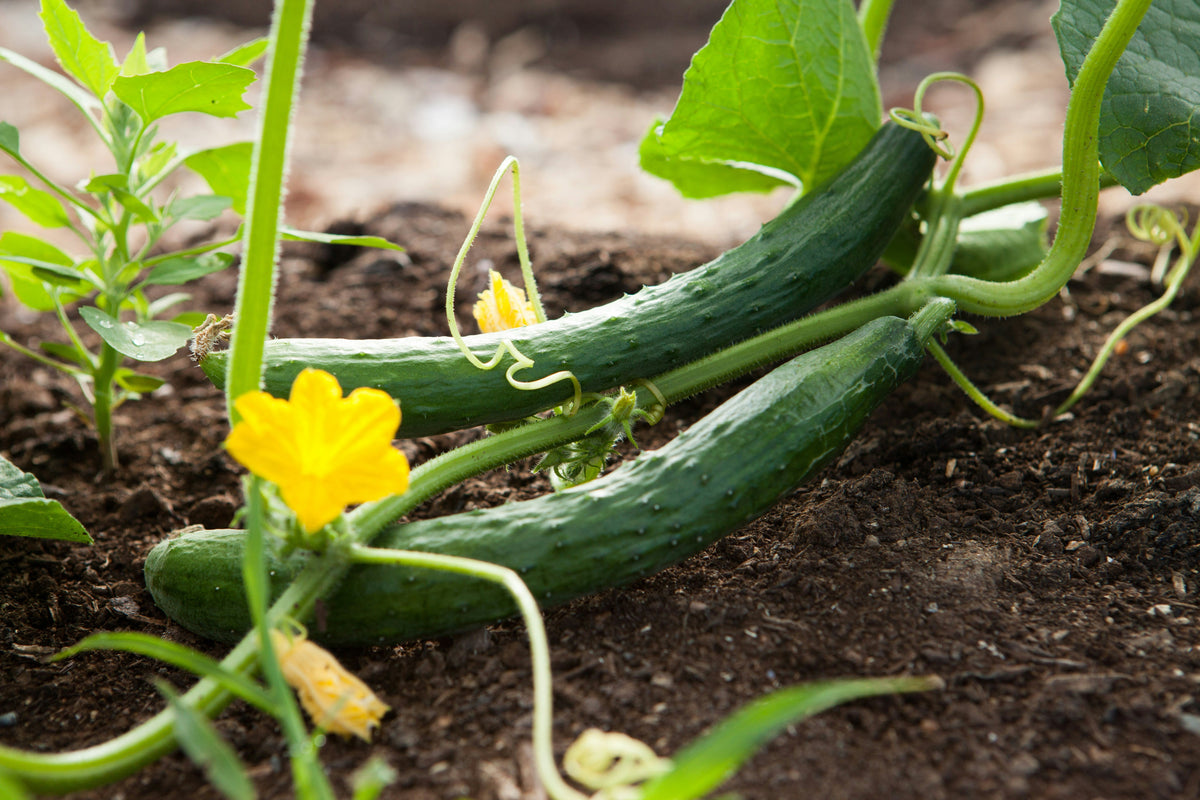 Can What You Eat Help You Stay Cool? The Surprising Science Of Summer Foods