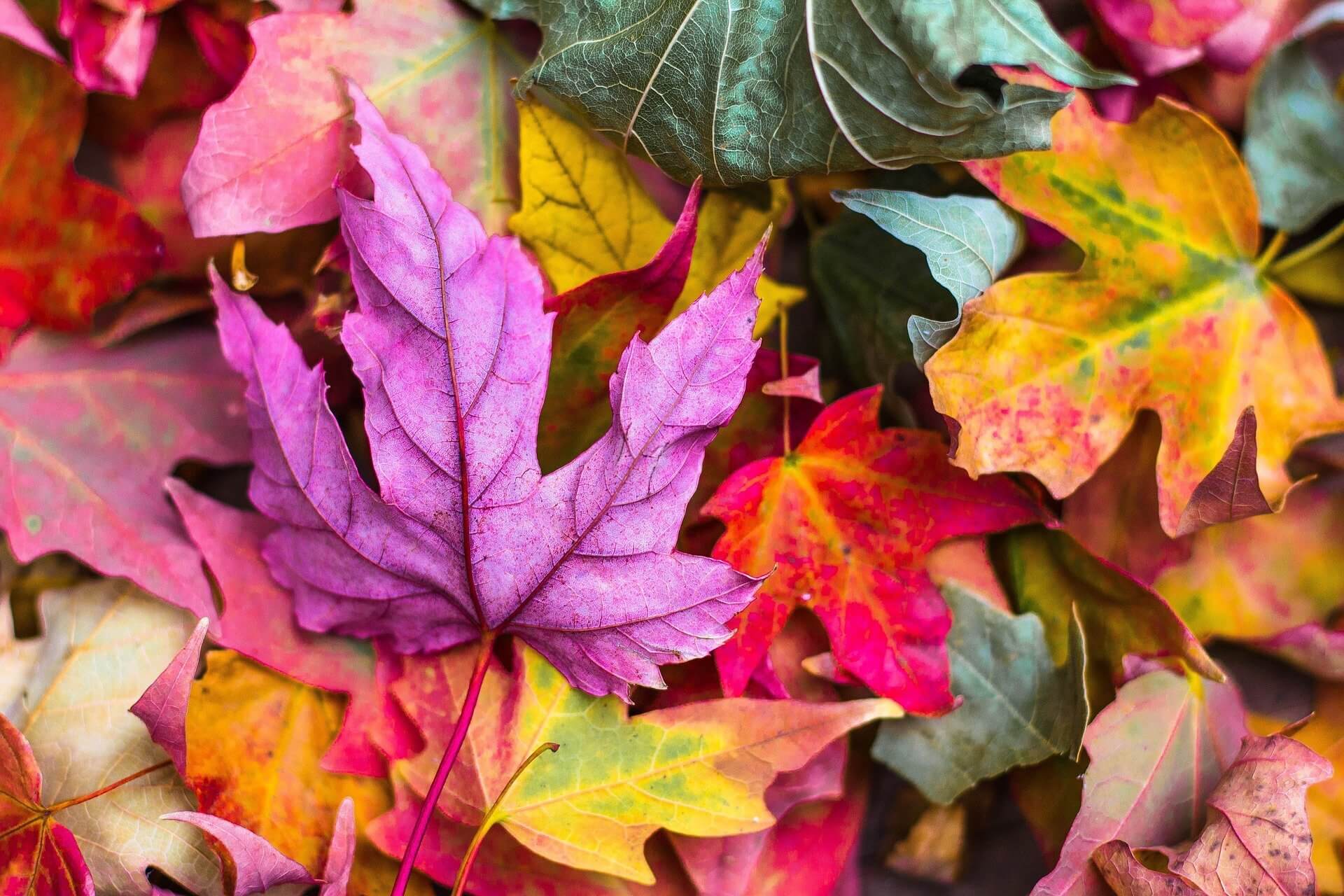 Do I have Seasonal Affective Disorder? And how can I combat it?