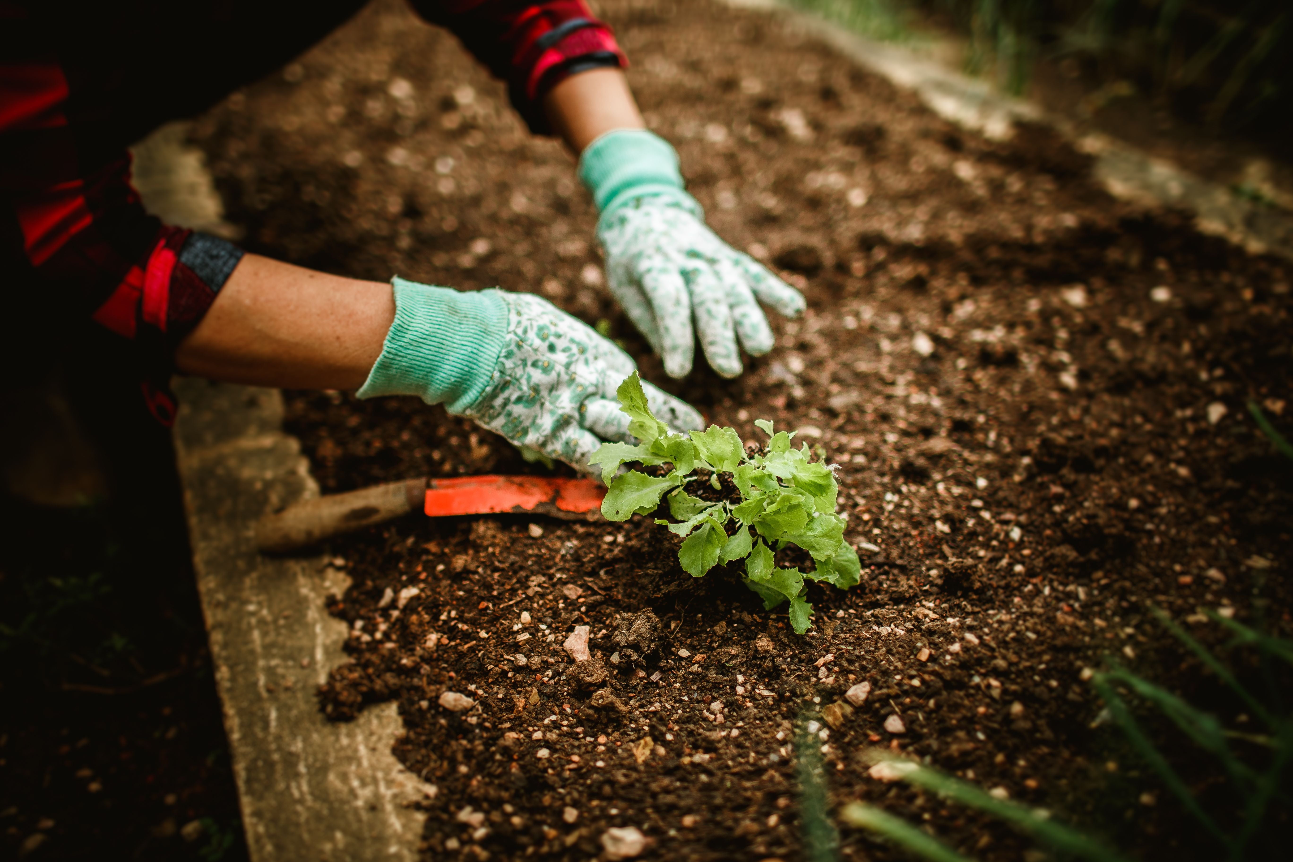 How Gardening Improves Mental Health And Wellbeing