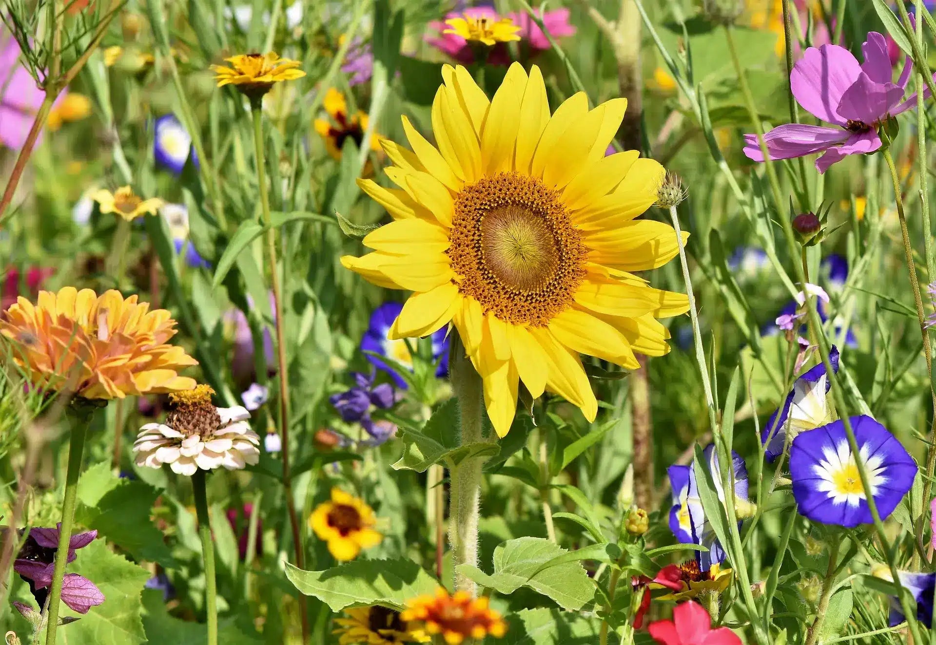 10 Alternative Ways To Handle Hay Fever This Spring